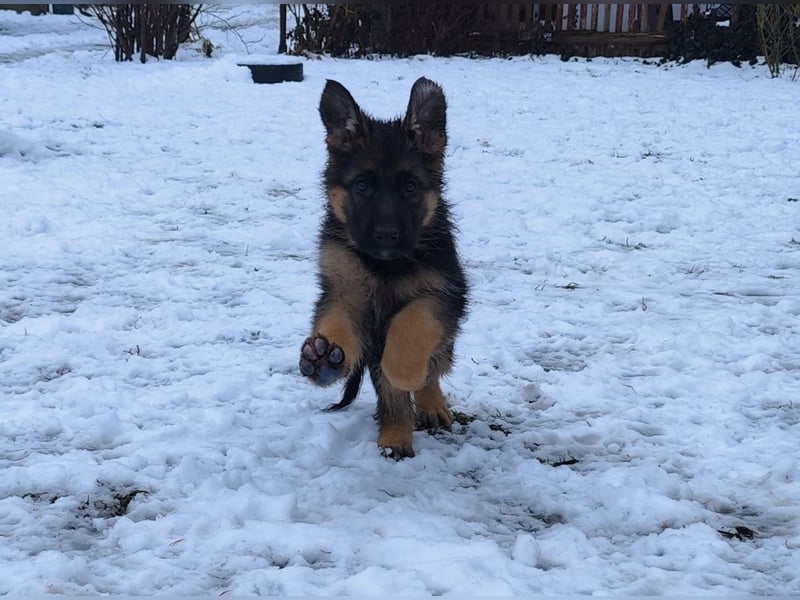 Deutsche Schäferhundwelpen mit SV/VDH Papieren