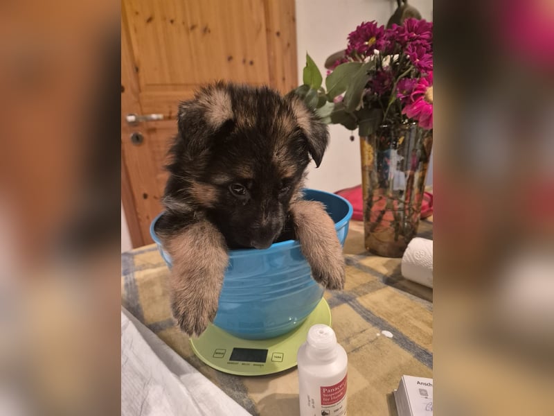 Deutsche Schäferhundwelpen mit SV/VDH Papieren