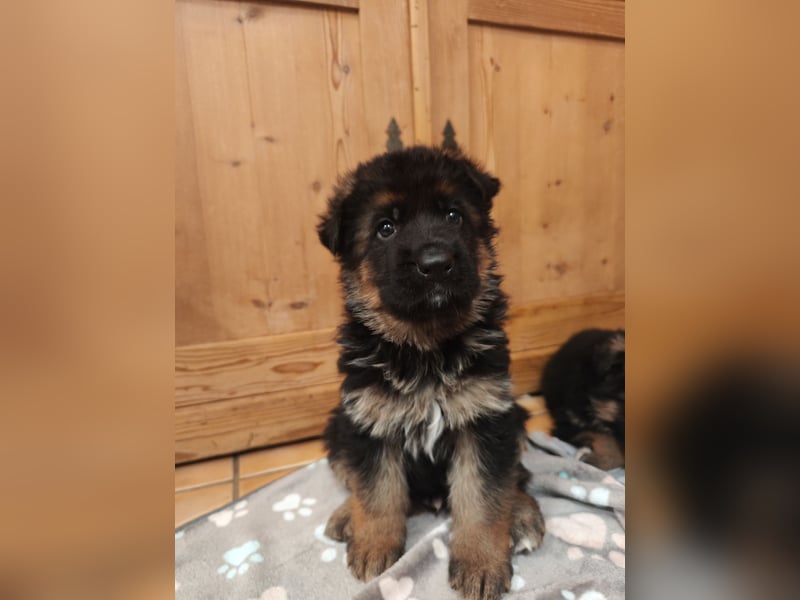 Deutsche Schäferhundwelpen mit SV/VDH Papieren