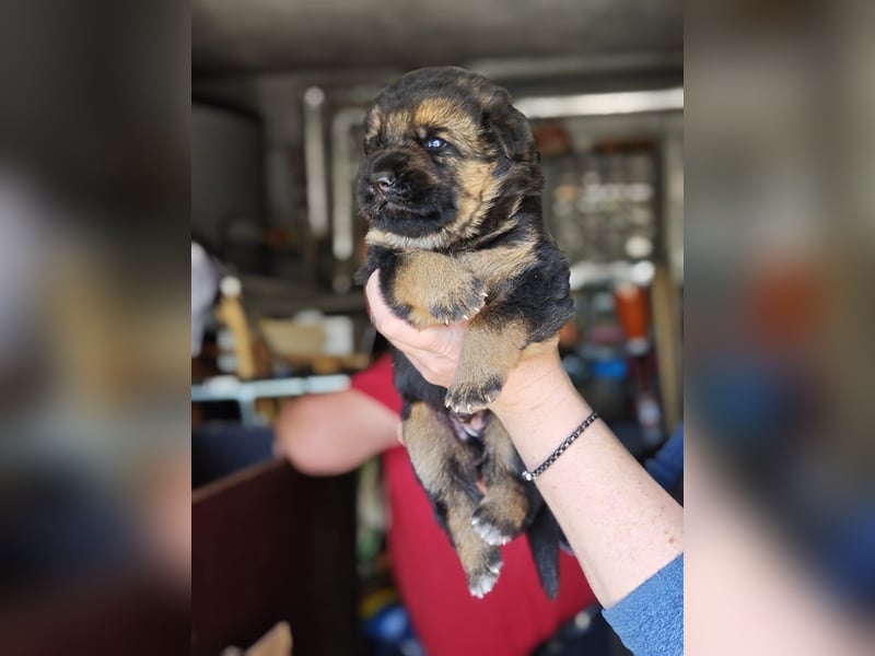 Deutsche Schäferhundwelpen mit SV/VDH Papieren