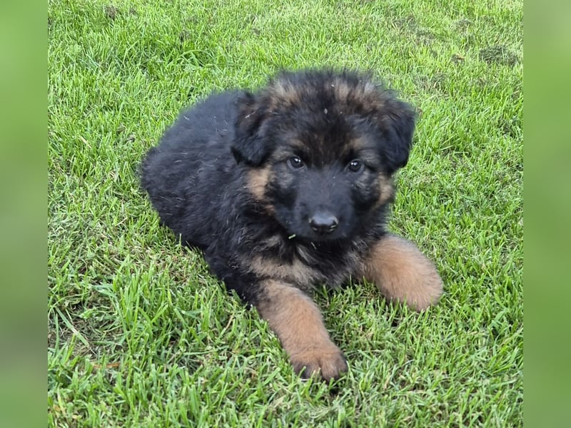 Kräftige Schäferhund Welpen Rüden + Hündinnen