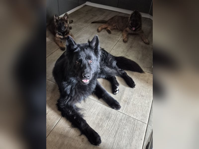 Schäferhund Welpen Langstockhaar Rüde + Hündin
