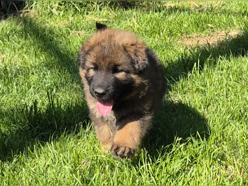 Kräftige Schäferhund Welpen Rüden + Hündinnen