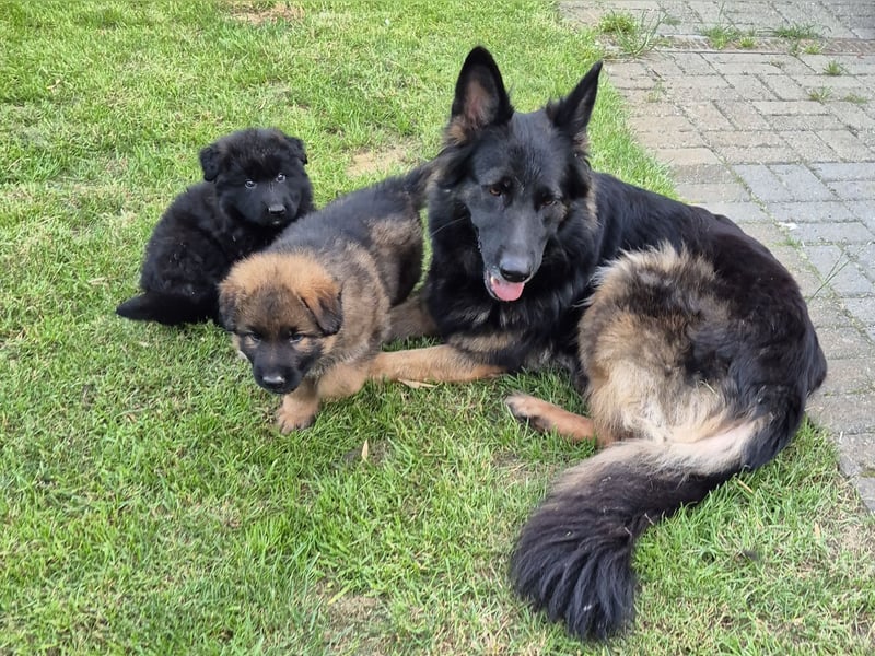 Kräftige Schäferhund Welpen Rüden + Hündinnen
