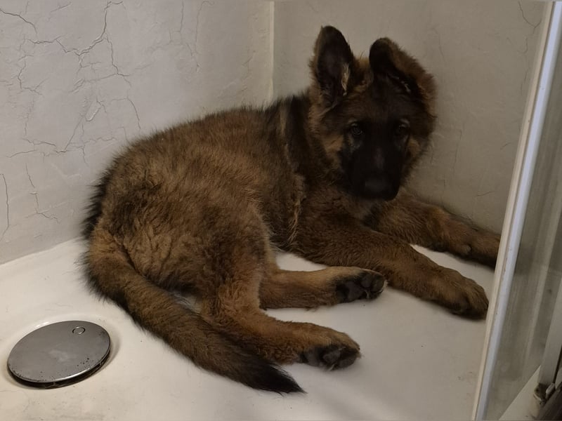 Schäferhund Welpen Langstockhaar Rüde + Hündin