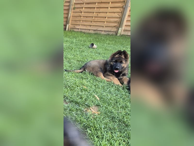 Schäferhund Welpen Langstockhaar Rüde + Hündin