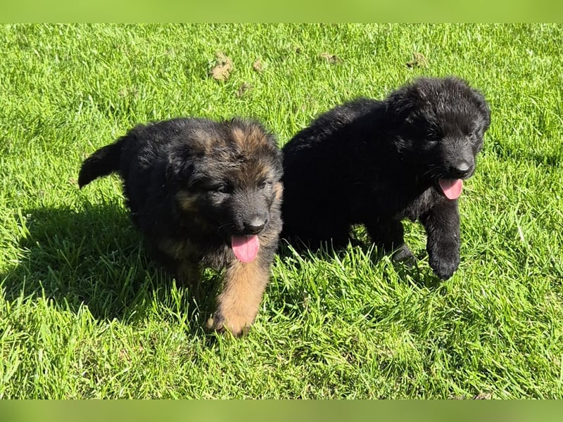 Kräftige Schäferhund Welpen Rüden + Hündinnen
