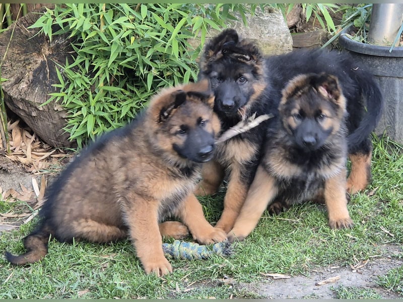 Schäferhund Welpen Langstockhaar Rüde + Hündin