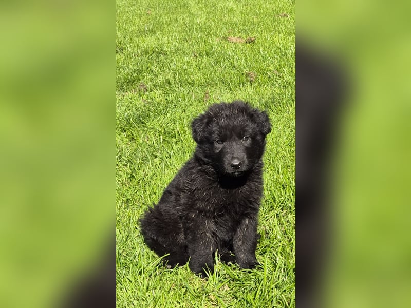 Kräftige Schäferhund Welpen Rüden + Hündinnen