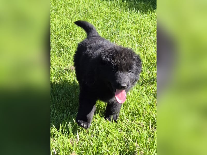 Kräftige Schäferhund Welpen Rüden + Hündinnen