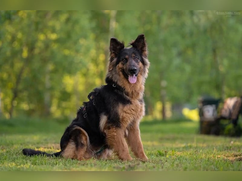 Freundliche Greta sucht ihre Menschen