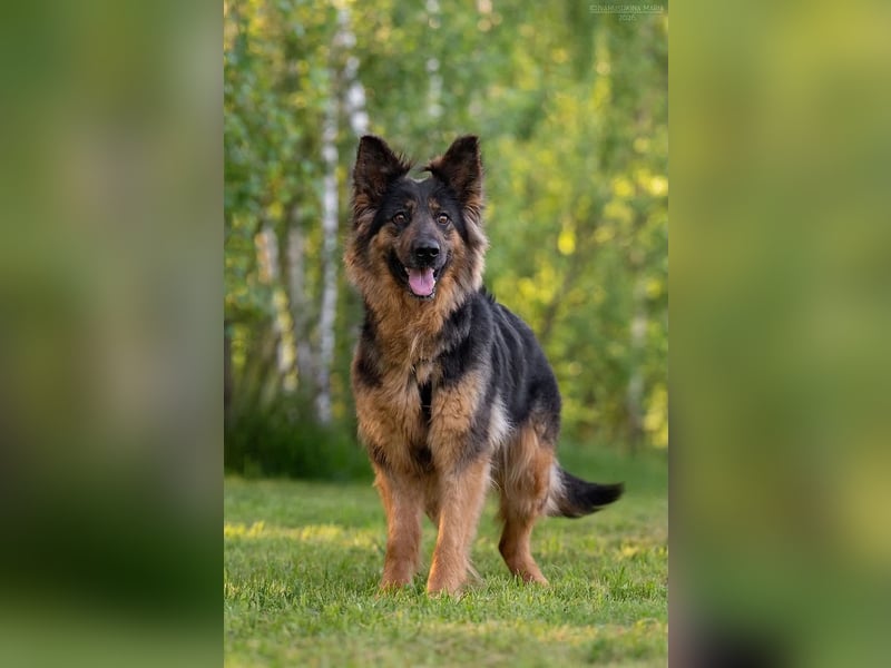 Freundliche Greta sucht ihre Menschen