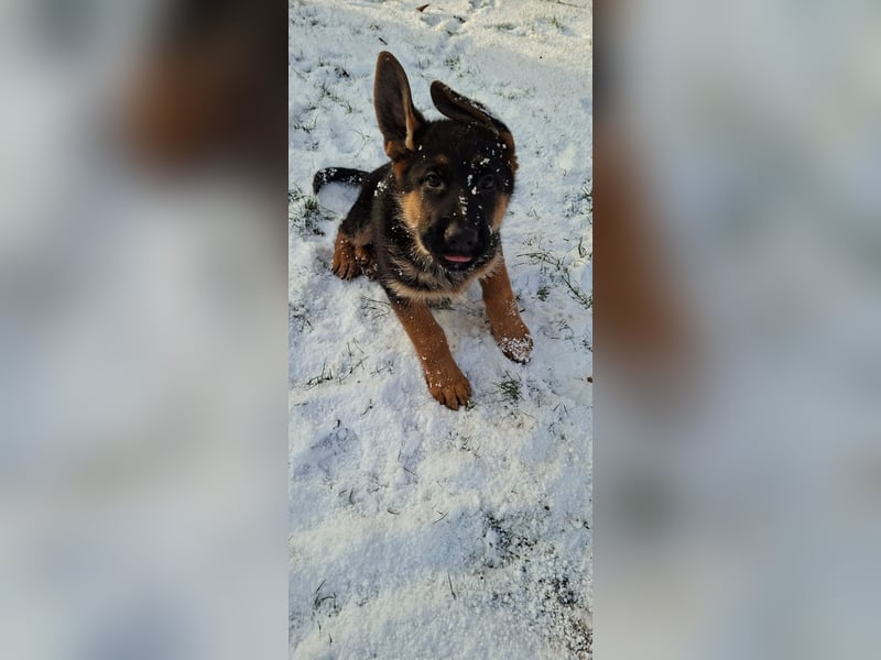 Deutscher Schäferhundwelpe - Hündin in liebevolle Hände abzugeben