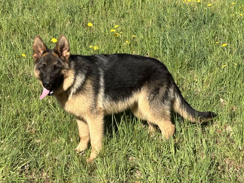 Deutsche Schäferhündin sucht ein liebevolles Zu Hause