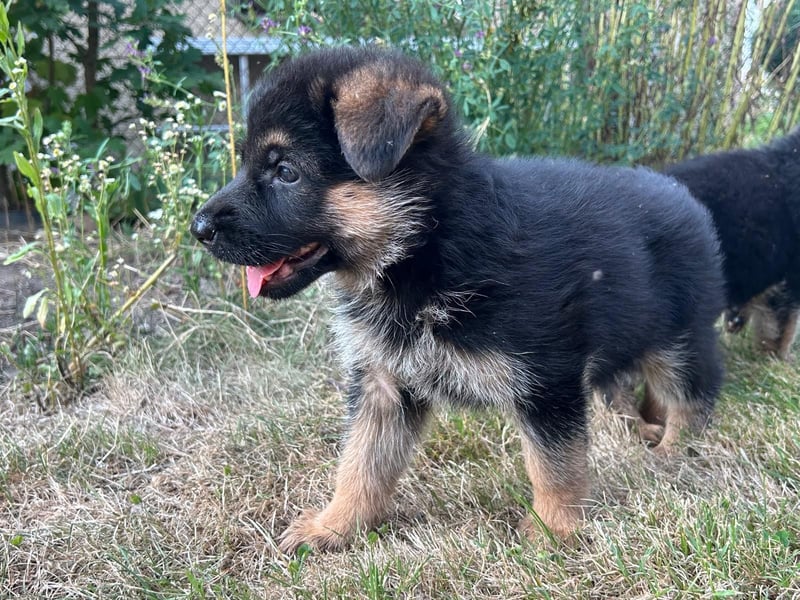 Deutsche Schäferhundwelpen - Hündin in liebevolle Hände abzugeben