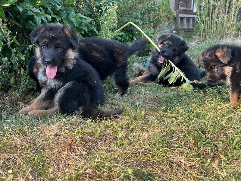 Deutsche Schäferhundwelpen - Hündin in liebevolle Hände abzugeben
