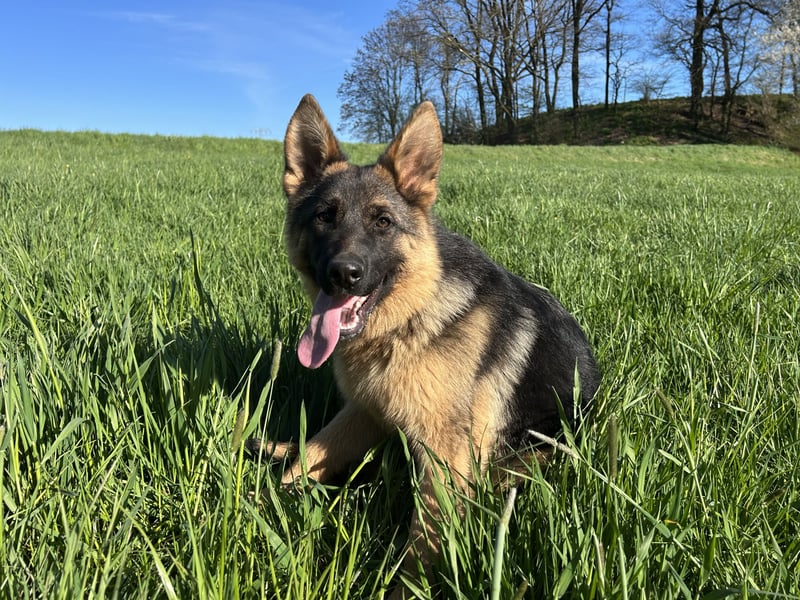 Deutsche Schäferhündin sucht ein liebevolles Zu Hause