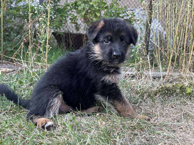 Deutsche Schäferhundwelpen - Hündin in liebevolle Hände abzugeben