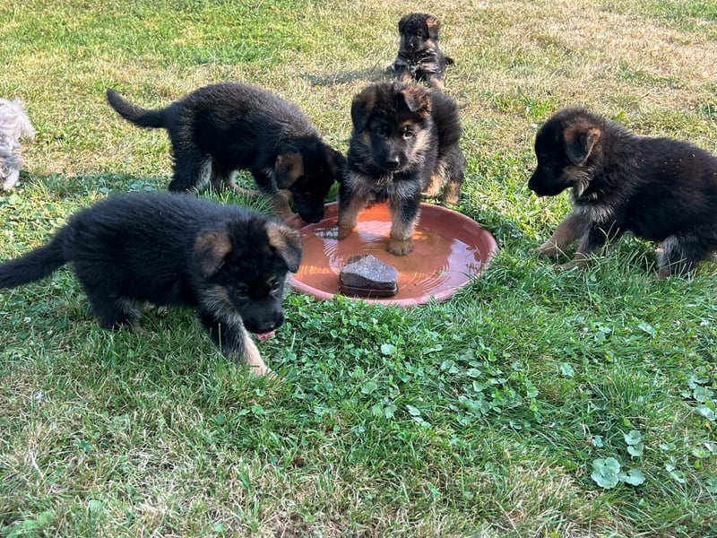 Deutsche Schäferhundwelpen - Hündin in liebevolle Hände abzugeben