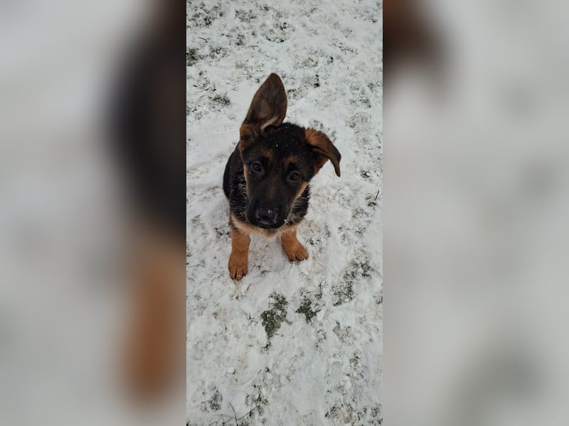 Deutscher Schäferhundwelpe - Hündin in liebevolle Hände abzugeben