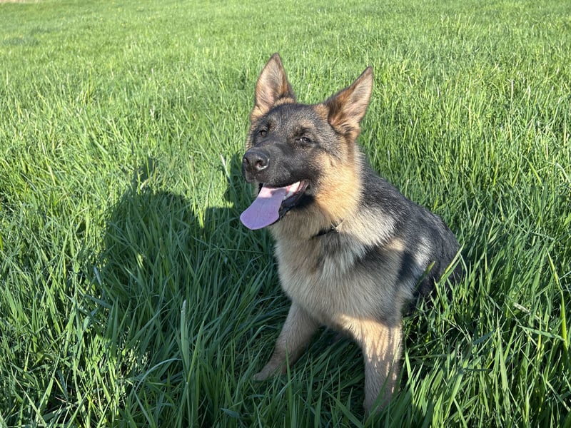 Deutsche Schäferhündin sucht ein liebevolles Zu Hause