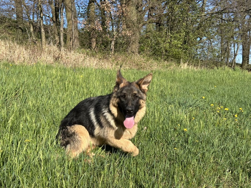 Deutsche Schäferhündin sucht ein liebevolles Zu Hause