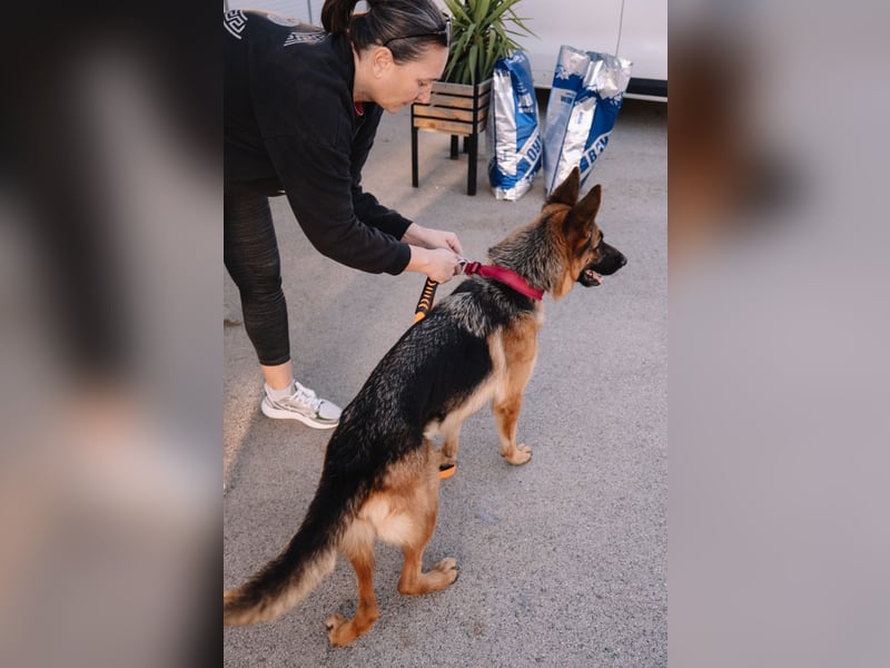 Schäferhündin Vega