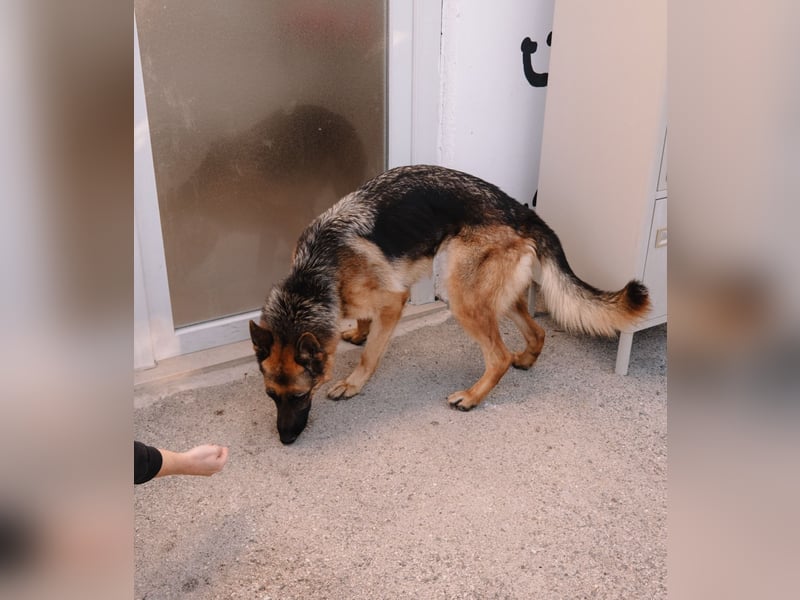 Schäferhündin Vega