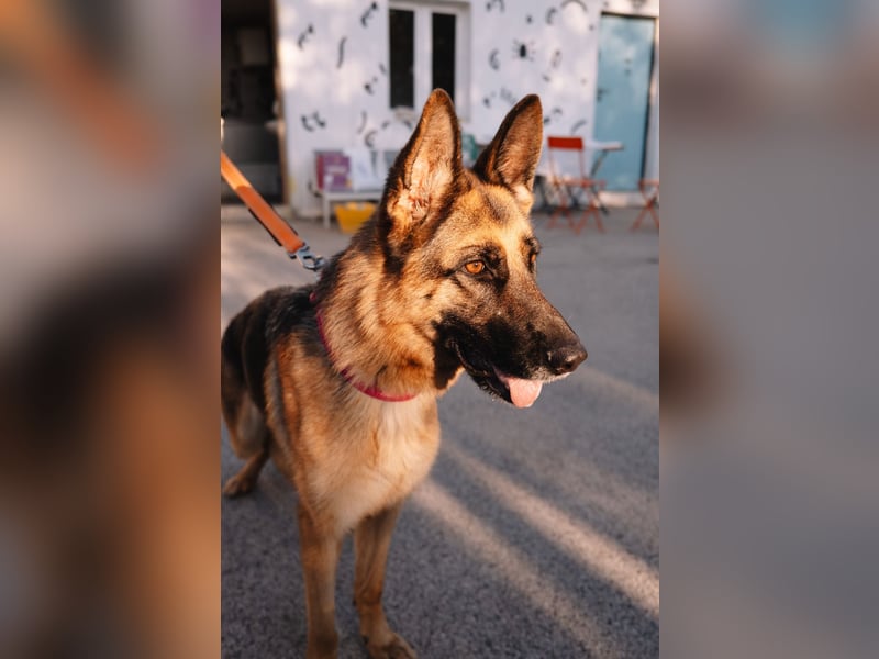 Schäferhündin Vega