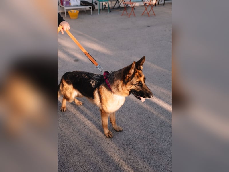 Schäferhündin Vega