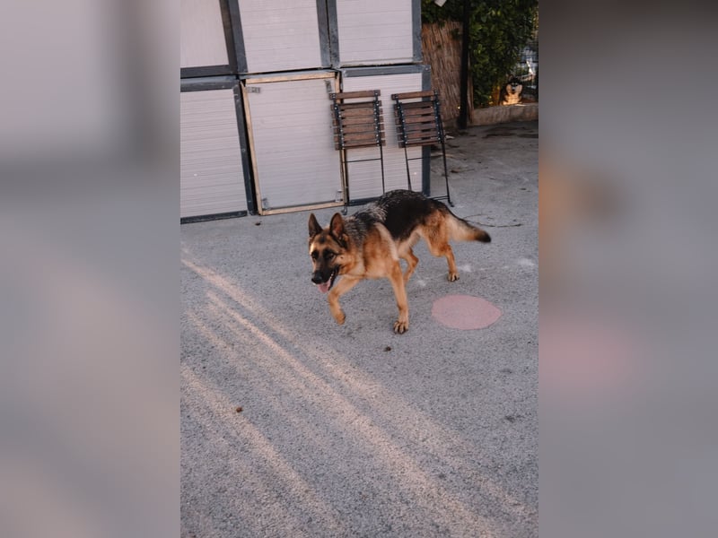 Schäferhündin Vega