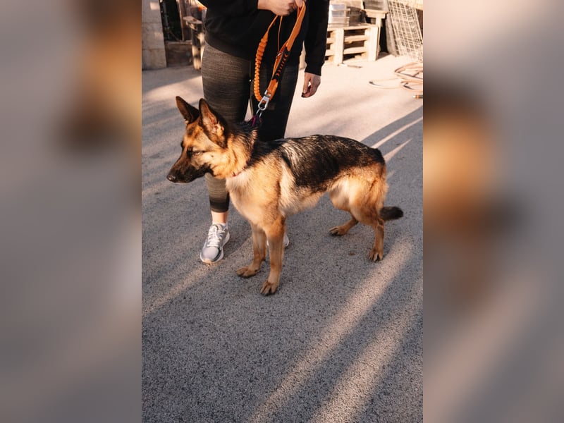 Schäferhündin Vega