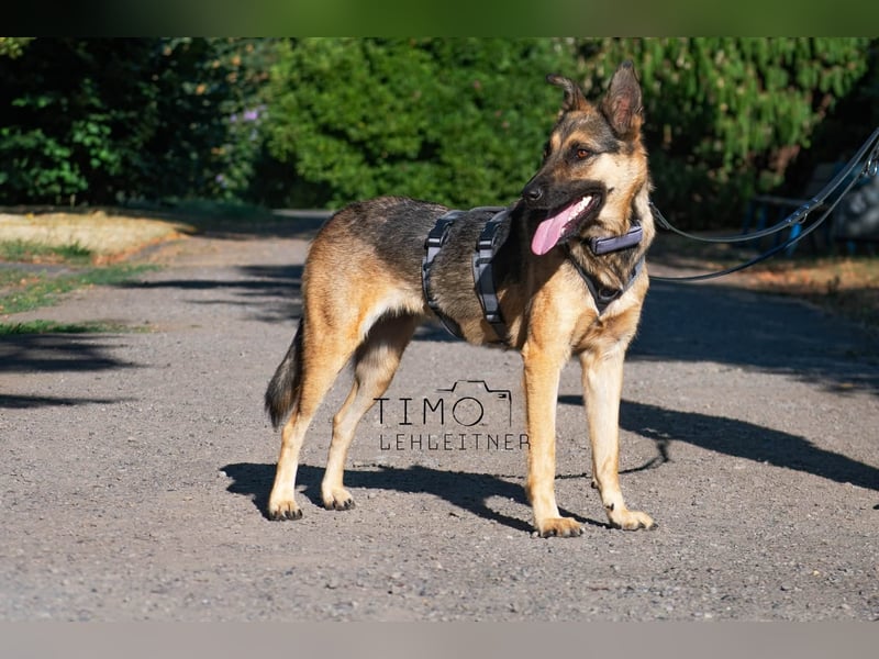 Mora Schäferhund / Mix 1-2 Jahre 53 cm