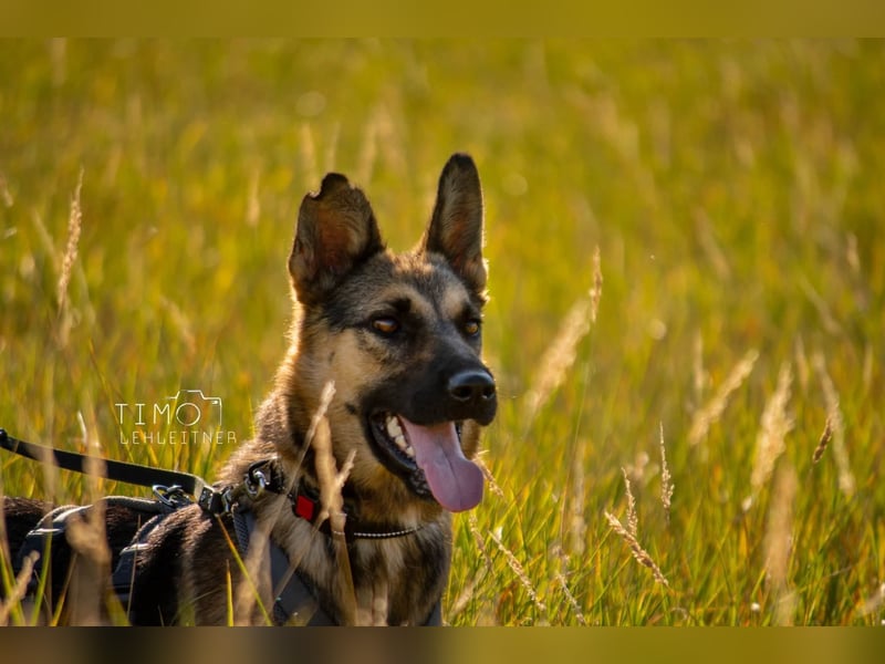 Mora Schäferhund / Mix 1-2 Jahre 53 cm