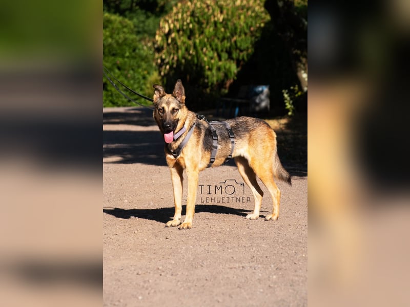 Mora Schäferhund / Mix 1-2 Jahre 53 cm