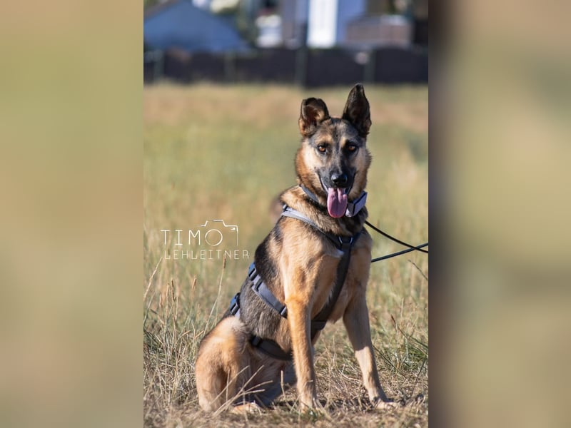 Mora Schäferhund / Mix 1-2 Jahre 53 cm