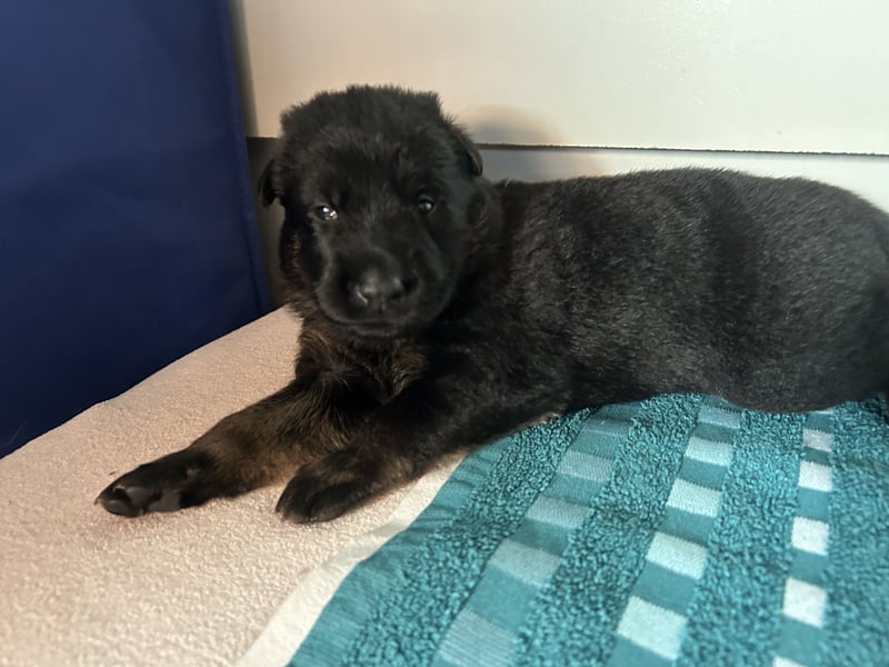 Deutsche Schäferhundwelpen aus Kör und Leistungszuch