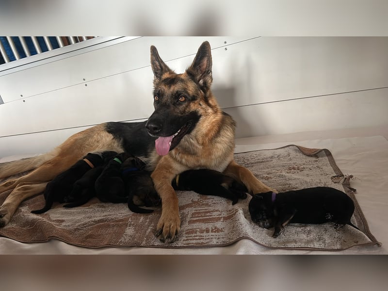 Deutsche Schäferhundwelpen aus Kör und Leistungszuch