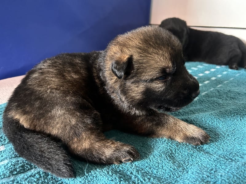 Deutsche Schäferhundwelpen aus Kör und Leistungszuch