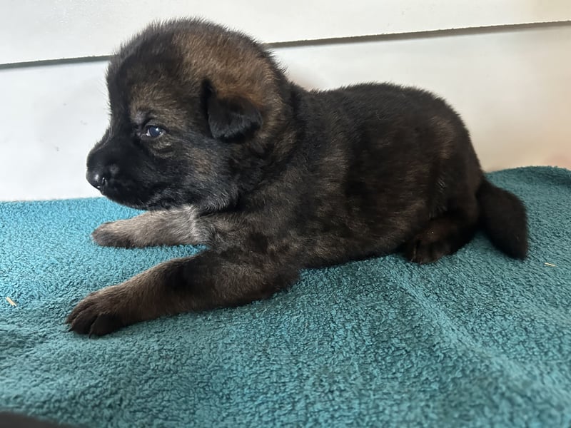 Deutsche Schäferhundwelpen aus Kör und Leistungszuch