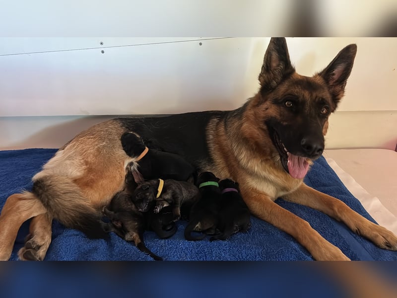Deutsche Schäferhundwelpen aus Kör und Leistungszuch