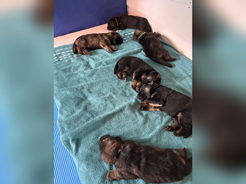 Deutsche Schäferhundwelpen aus Kör und Leistungszuch