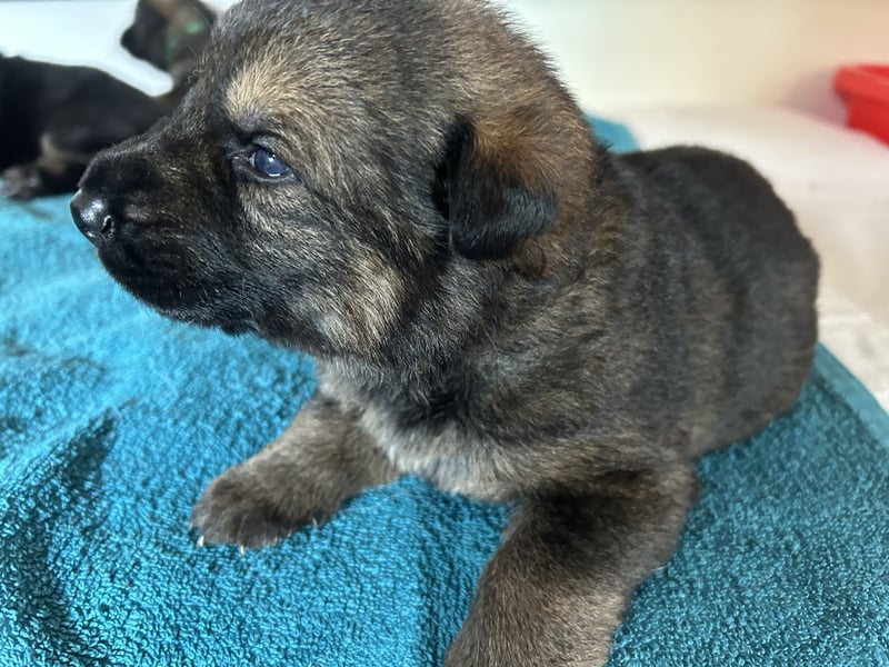 Deutsche Schäferhundwelpen aus Kör und Leistungszuch