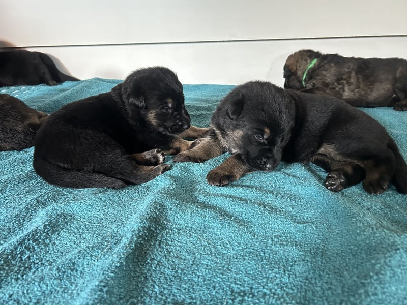 Deutsche Schäferhundwelpen aus Kör und Leistungszuch