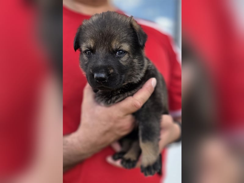 Deutscher Schäferhund Welpen mit FCI-Papieren