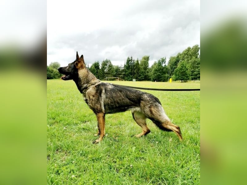 Deutscher Schäferhund Welpen mit FCI-Papieren