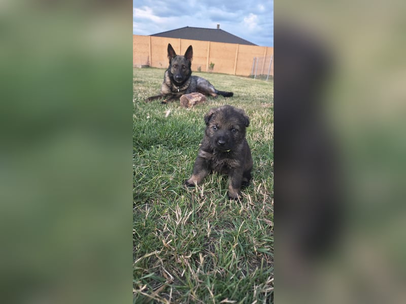 Deutscher Schäferhund Welpen mit FCI-Papieren