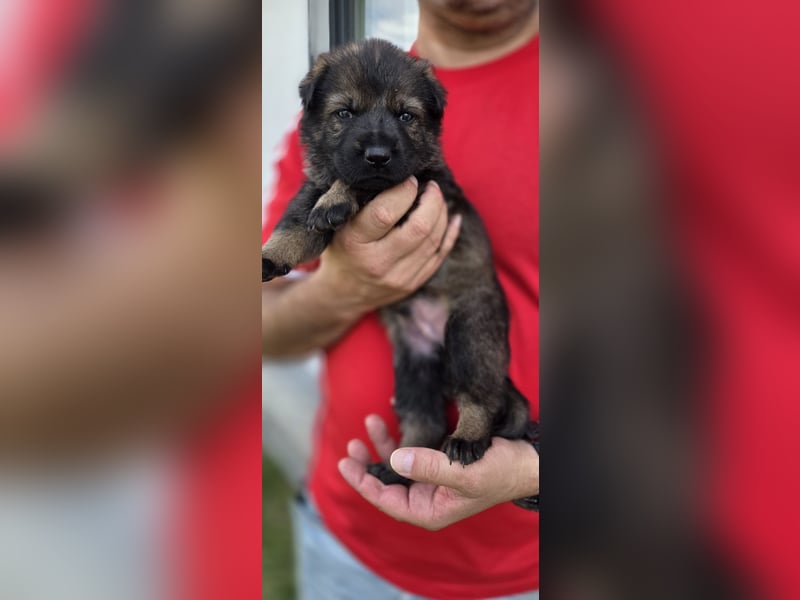 Deutscher Schäferhund Welpen mit FCI-Papieren