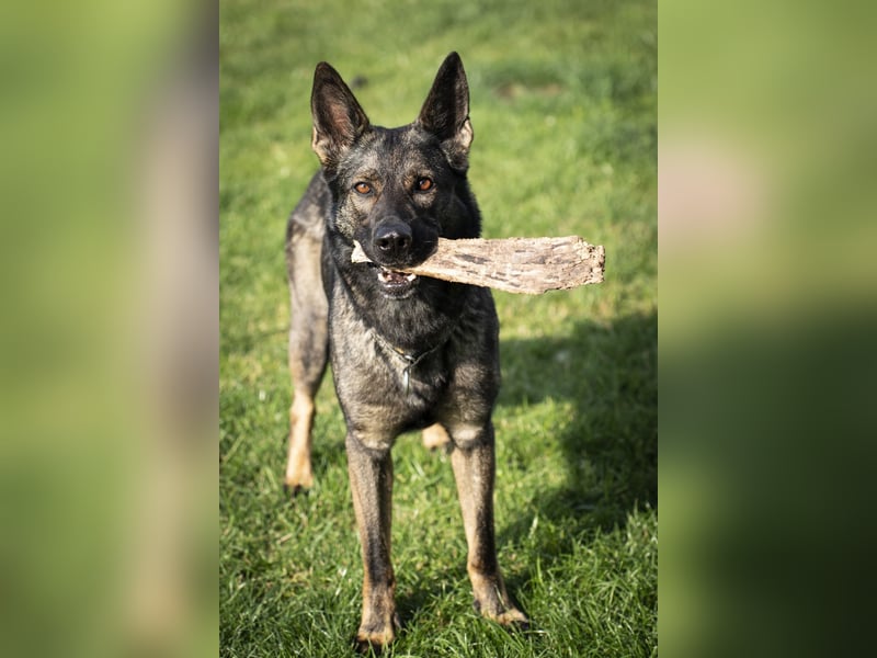 Deutscher Schäferhund Welpen mit FCI-Papieren