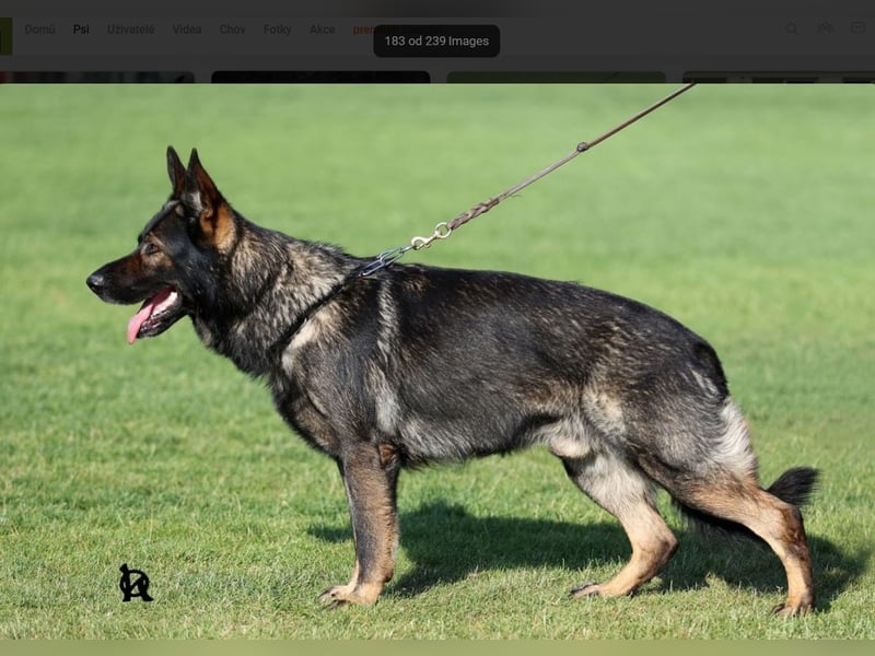 Deutscher Schäferhund Welpen mit FCI-Papieren